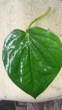 betel Leaves