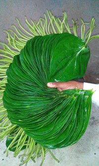 betel Leaves