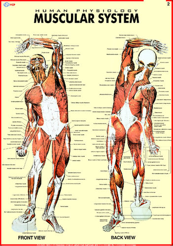 Human Physiology Dimensions: 70 X 100  Centimeter (Cm)