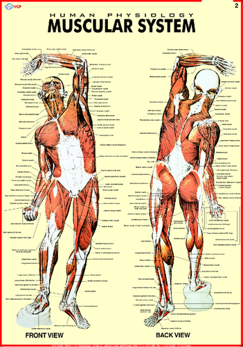 Human Physiology Chart