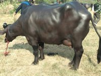 High Milking Murrah buffalo