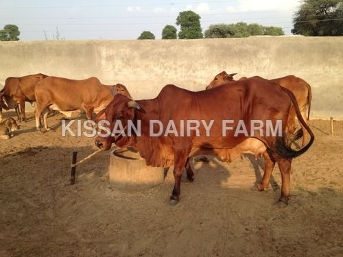 Sahiwal Cow