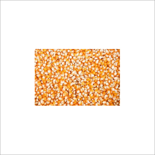 Common Maize