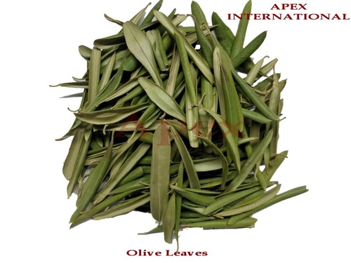Botanical Product Olive Leaf