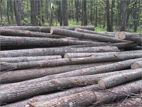 Round Wood Log Round Wood Log
