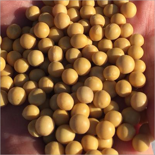 Dried Soybean Seed