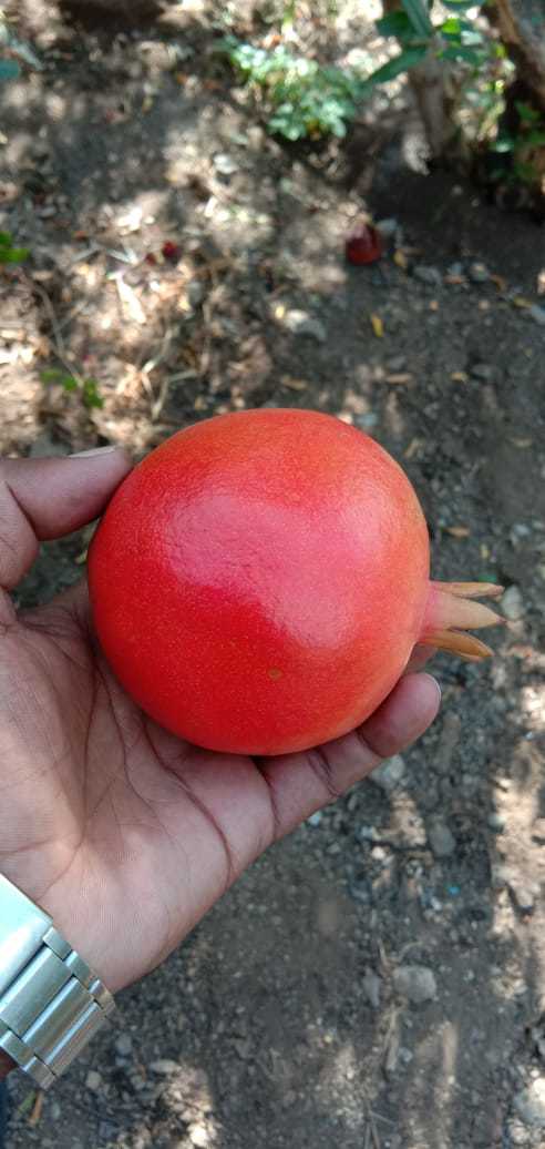 Premium Quality Pomegranate