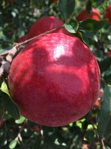 2020 Crop Dark Red Pomegranate