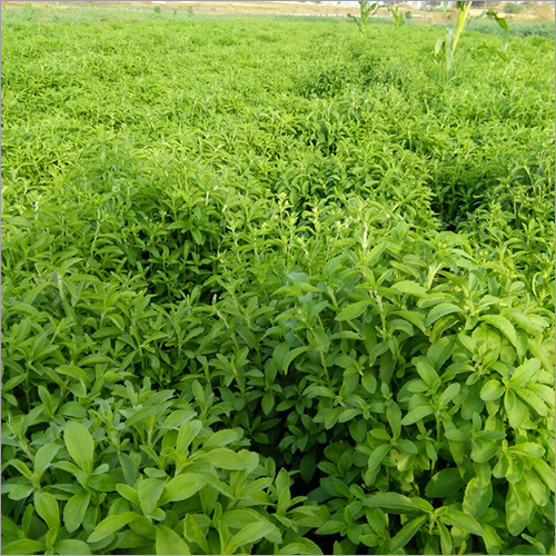 Stevia Leaves