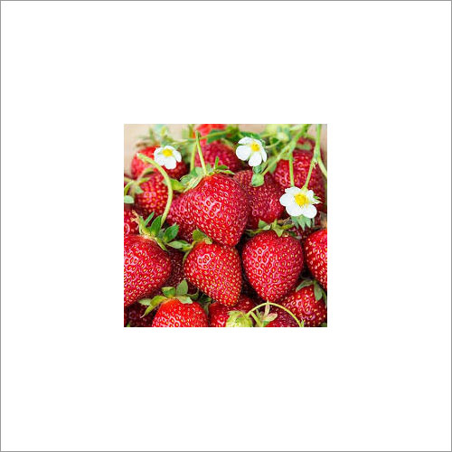 Organic Fresh Strawberry