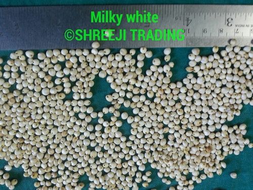 Milky White Sorghum