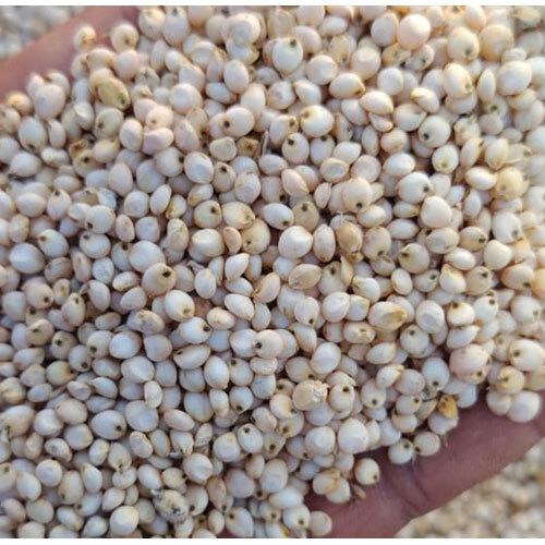 Organic Milky White Sorghum