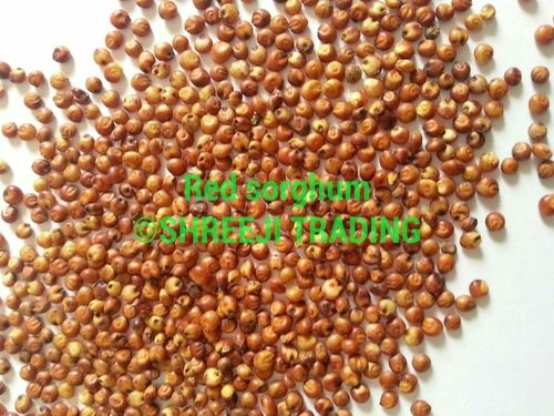 Red Sorghum