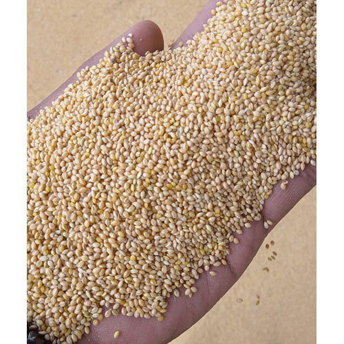 Yellow Foxtail Millet (Biscuit colour)
