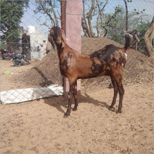 Brown Goat