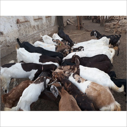 Sirohi Goat