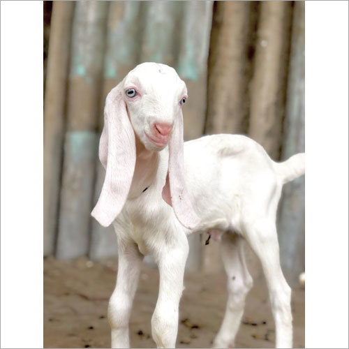 White Beetal Goat