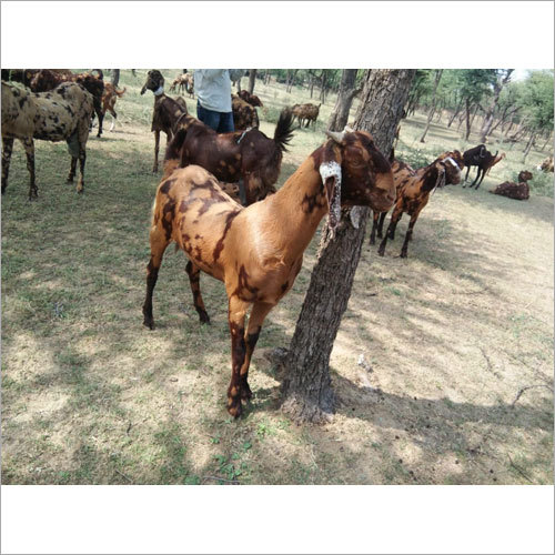 Jamunapari Goat