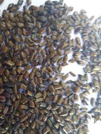 CASSIA TORA BLACK