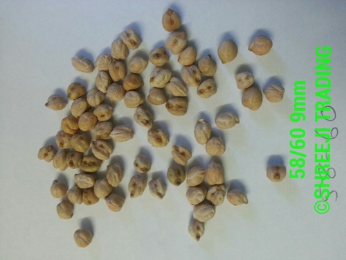 Garbanzo Seed 58-60