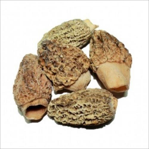 30 gm Morel Mushroom