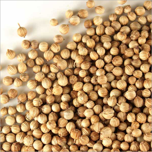 Fresh Coriander Seed