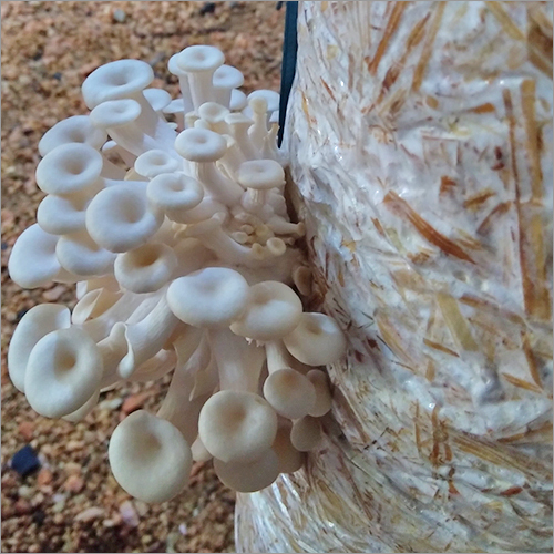 Fresh Organic Mushroom