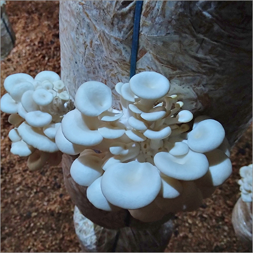 Fresh Oyster Mushroom - Fresh & Organic | Rich in Antioxidants Low in Carbohydrates Promotes Heart Health Prevents Anaemia Available in Various Packaging Options