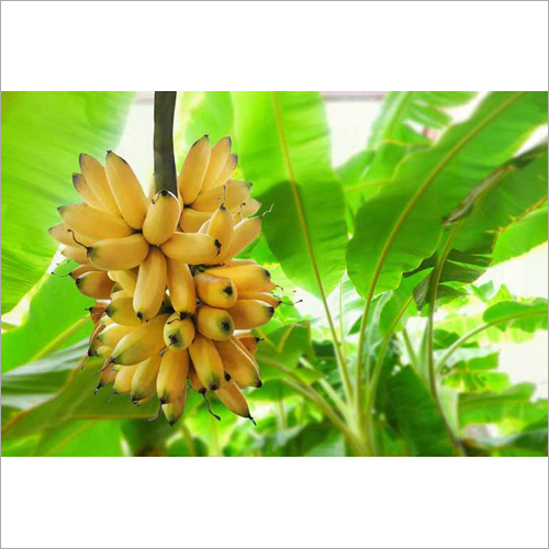 Yellow Fresh Bananas