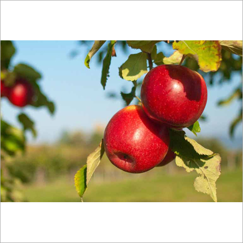 Red Fresh Apple