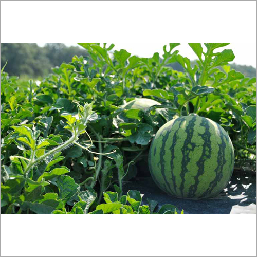 Fresh Watermelon