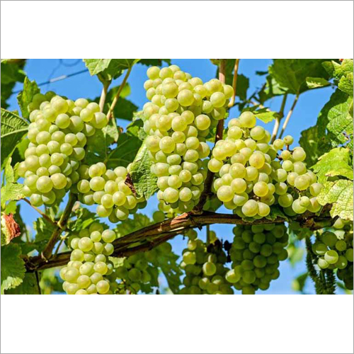 Fresh Grapes