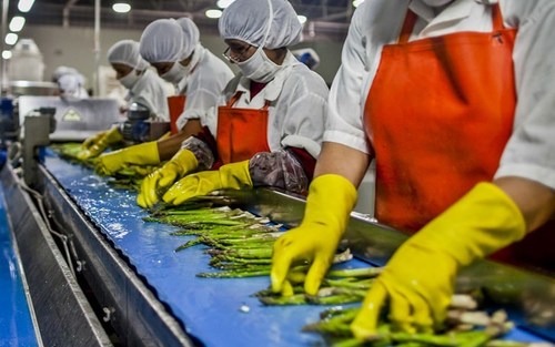 Food Processing Unit Setup Consultancy