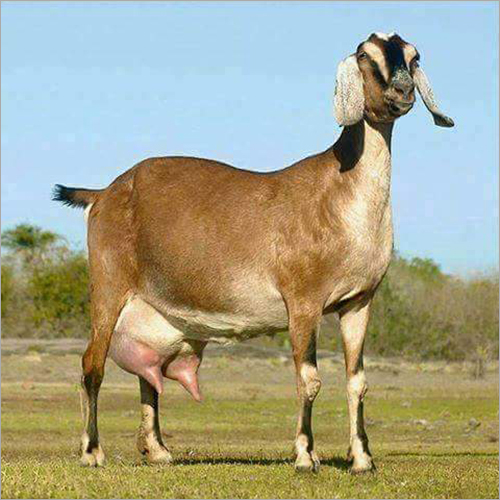 Alpine Goat