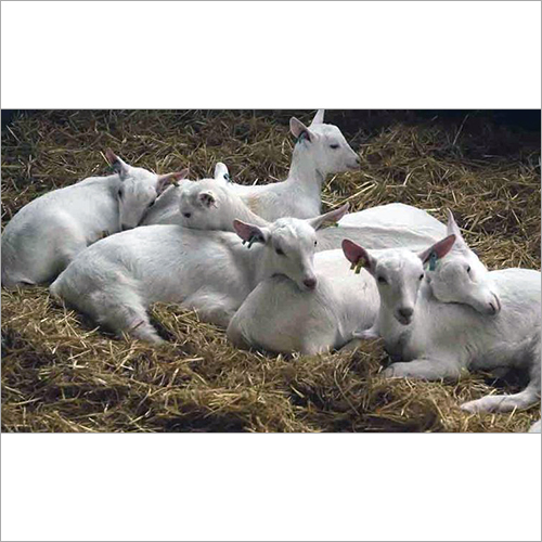 Saanen Goat