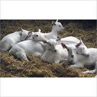 Saanen Goat