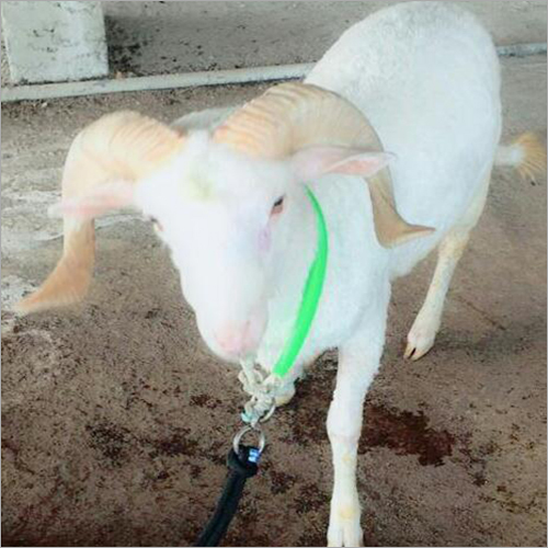 सेनानी मेंडा