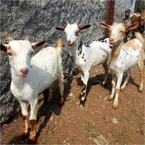 बारबरी लाइव बकरी