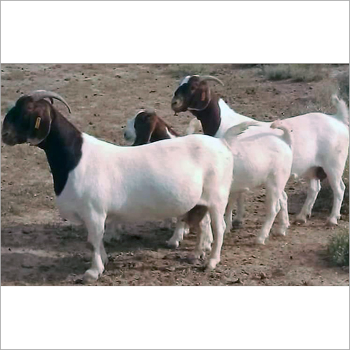 Boer Male Goat