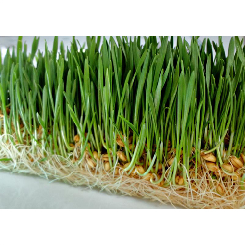 Animal Green Fodder