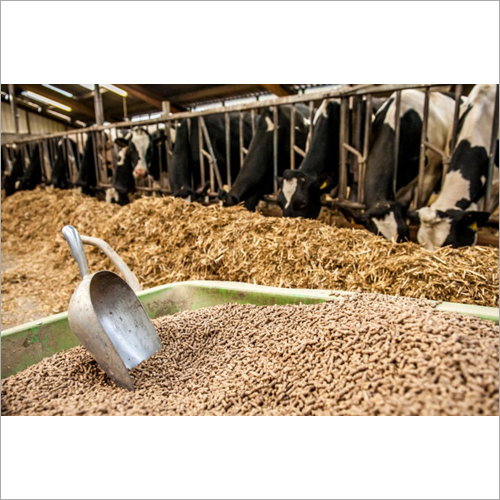 Animal Fodder seeds