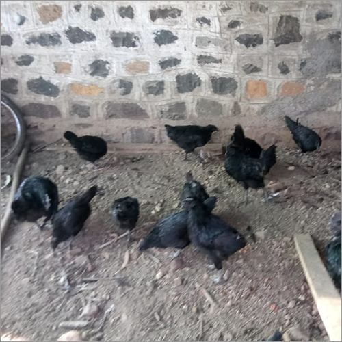 Kadaknath Live Chicken - Black Breed, 1.5-2 kg Weight | Naturally Farmed, Hygienically Packed, Nutrient-Rich