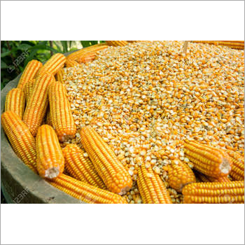 Natural Maize Seeds