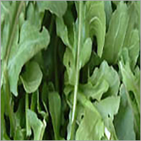 Arugula Leaf