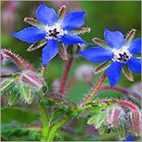 Borage Leaf - Blue Bloom Summer, 60-70cm Height | Culinary Uses, Attractive Flowers, Easy to Grow