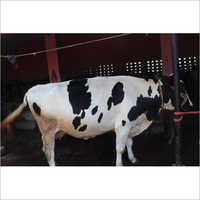 Desi Hf Cow - Holstein Friesian, 500-700 Kg Weight, 1.4-1.5 M Height, Black And White Color | High Milk Yield Of 20-30 Liters/day, 305 Days Lactation Period