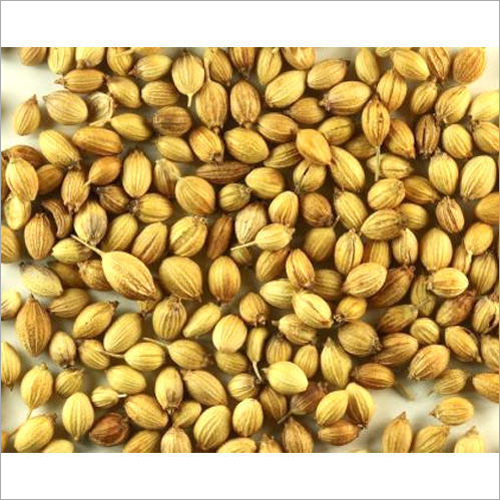 Dry Coriander Seeds