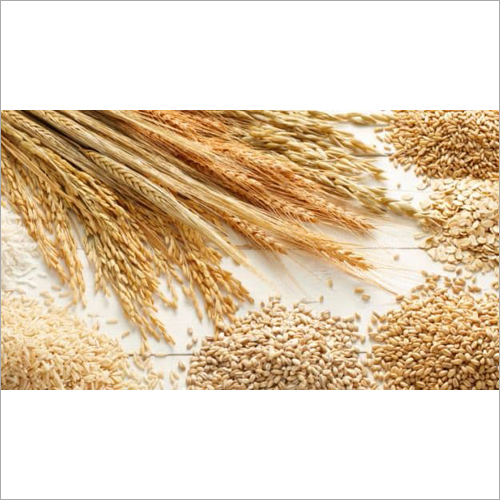 Wheat Grain