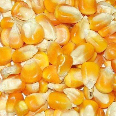 Maize Seed Maize Seed