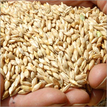 Wheat Grain Wheat Grain
